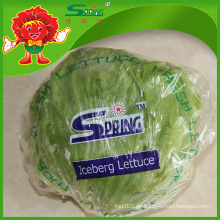 Organische runde Form Eisbergsalat